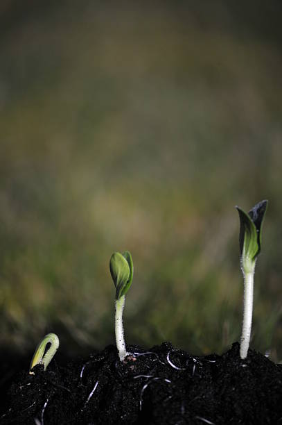 Seedling in the garden, Vertical