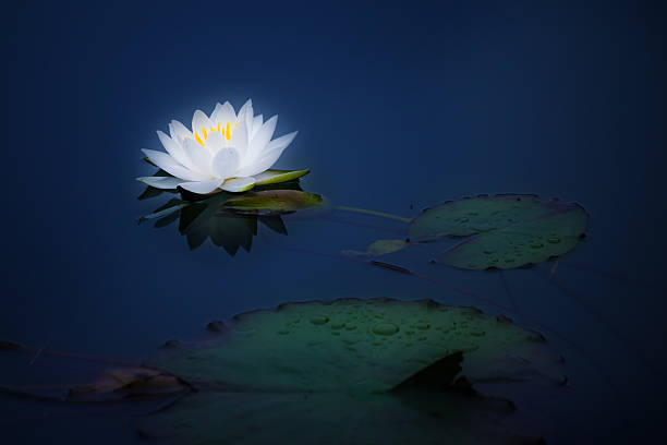istock blue dream of water lily 482385286
