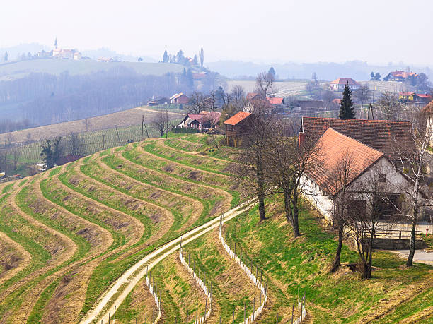 포도원 테라스 in jeruzalem, 슬로베니아 - slovenia vineyard grape jeruzalem 뉴스 사진 이미지