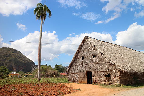 istock Tobacco Farm and drying hut 482385714