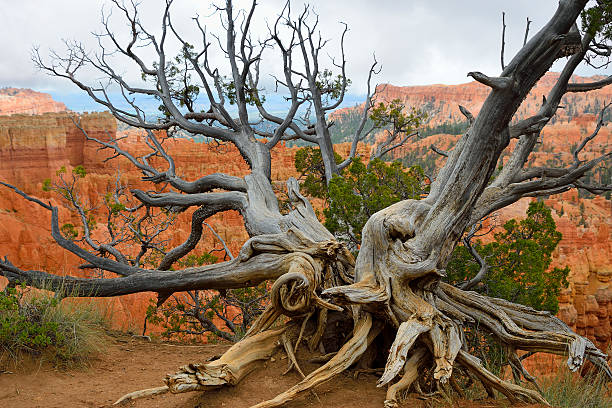 pino aristata del bryce canyon rim - bristlecone pine foto e immagini stock