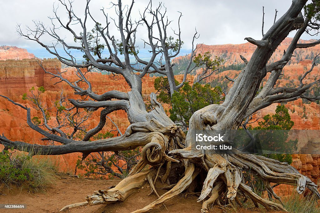 Bristlecone pine at Bryce Canyon rim Bristlecone pine tree at the rim of the Bryce Canyon, Utah, USA Bristlecone Pine Stock Photo