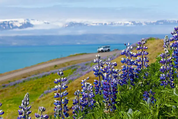 Blossoming lupine flower with mountain range close to Húsavík in North Iceland. Offroad vehicle in the background.
