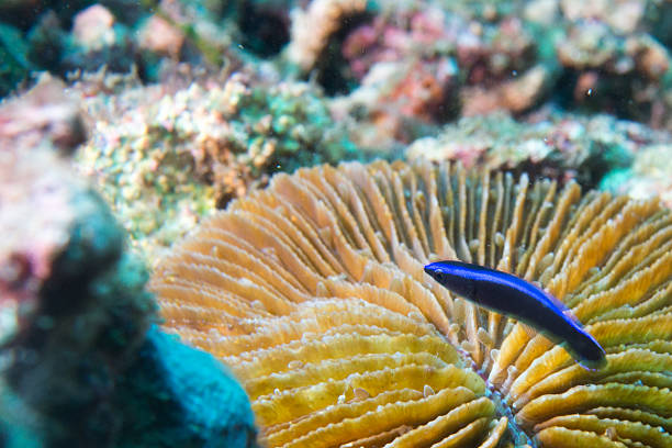 Coris rainbow wrasses fish portrait Coris rainbow wrasses fish portrait while diving in Asia yellow coris wrasse stock pictures, royalty-free photos & images