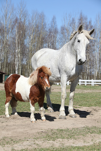 Big white warmblood horse with pony friend