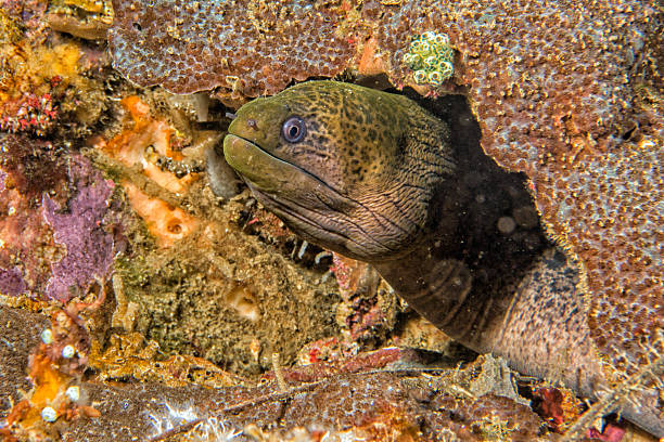 istock Eel mooray portrait in the nest 482390112