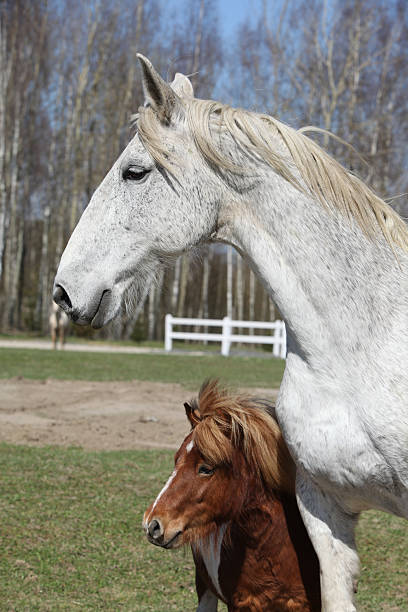 istock Big horse with pony friend 482390168