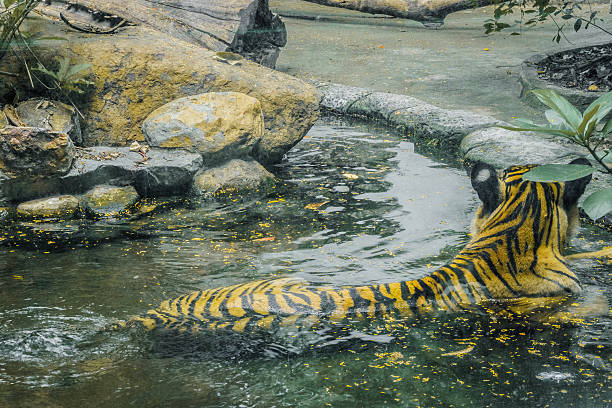 istock Tiger playful in water 482390276