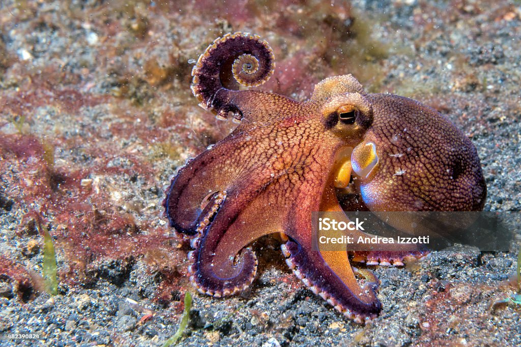 coconut octopus underwater macro portrait on sand coconut octopus on sand background while diving in Indonesia 2015 Stock Photo