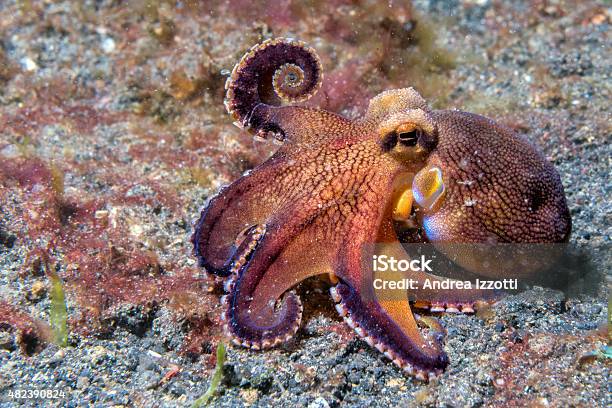 Coconut Octopus Underwater Macro Portrait On Sand Stock Photo - Download Image Now - 2015, Animal Wildlife, Cephalopod