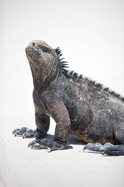 istock Marine iguana in the Galapagos islands 482392280