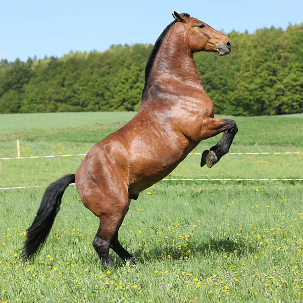 istock Gorgeous big brown horse prancing 482392418