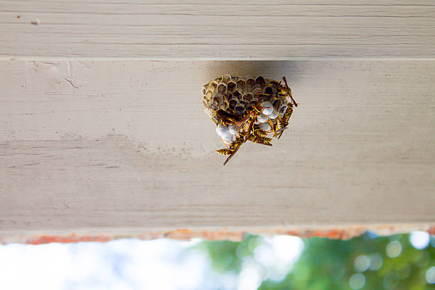 istock Wasp Nest on Residential Building Bottom View 482392934