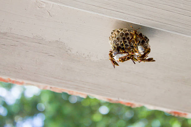 istock Wasp Nest on Residential Building Close Up 482392936