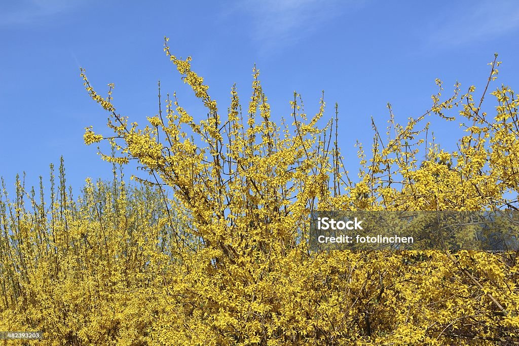 Forsythien Blüten - Lizenzfrei Baumblüte Stock-Foto