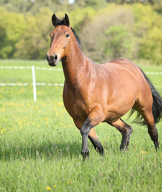 istock Amazing and big brown horse running 482393374