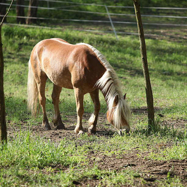 istock Beautiful haflinger eating grass 482393394