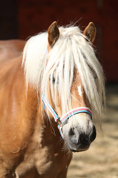 istock Beautiful haflinger with colorfull halter 482393402