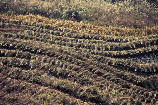 Rice paddy in Longsheng,Guilin,Guangxi,China