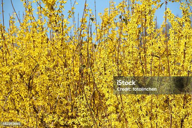 Forsythien Blüten Stockfoto und mehr Bilder von Baumblüte - Baumblüte, Blume, Blüte