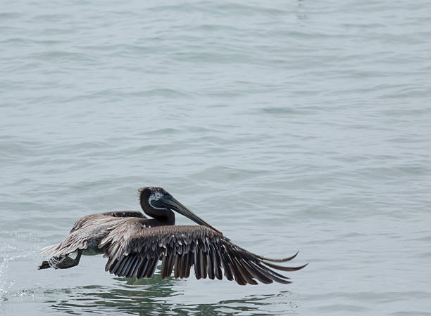 istock Pelican About To Become Airborn 482394098