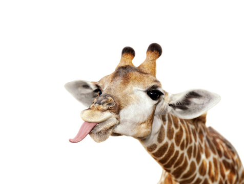 Giraffe Sticking Out Tongue Isolated Against White