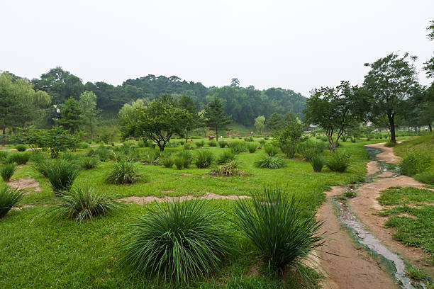 istock lawn and trees in a park, north china 482395573
