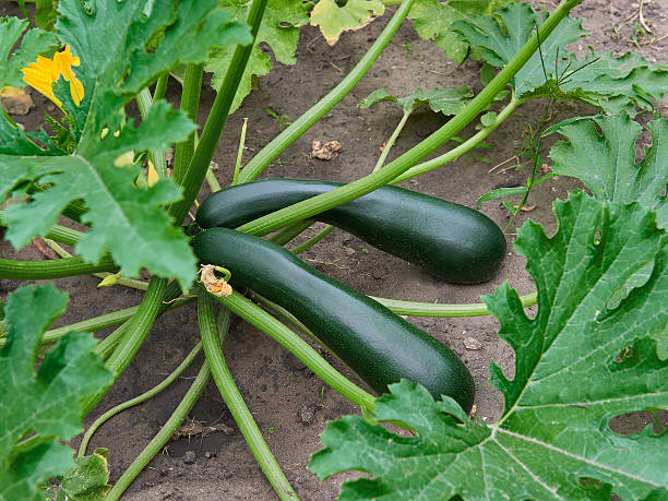 istock Growing Organic Zucchini 482396470