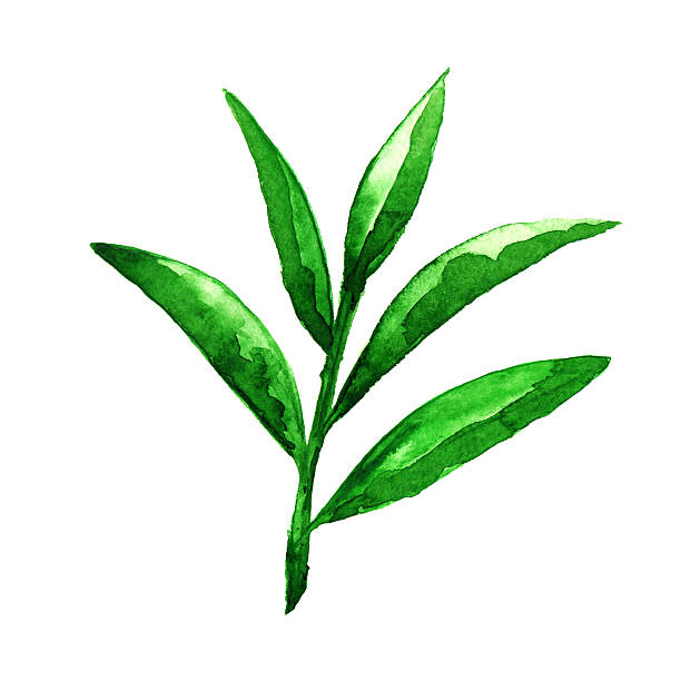 watercolor zielonej herbaty - bamboo bamboo shoot green isolated stock illustrations