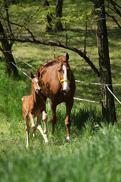 Mare with foal running Mare with foal running in spring nature welsh pony foal stock pictures, royalty-free photos & images