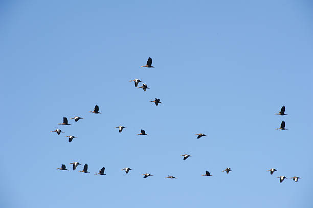 istock Birds at the lake of Suchitlan 482397937