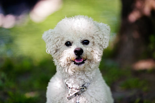istock bichon in the park 482397948