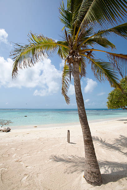istock Morrocoy National park, paradise in Venezuela 482398042