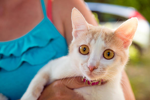  Undomesticated Cat, Domestic Cat, Teenage Girls, Love, Sun