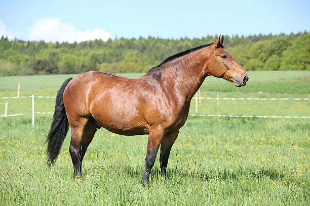 istock Beautiful horse standing on pasturage 482399114