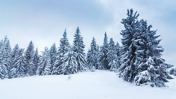 istock Spruce Tree Forest Covered by Snow in Winter Landscape 482400418