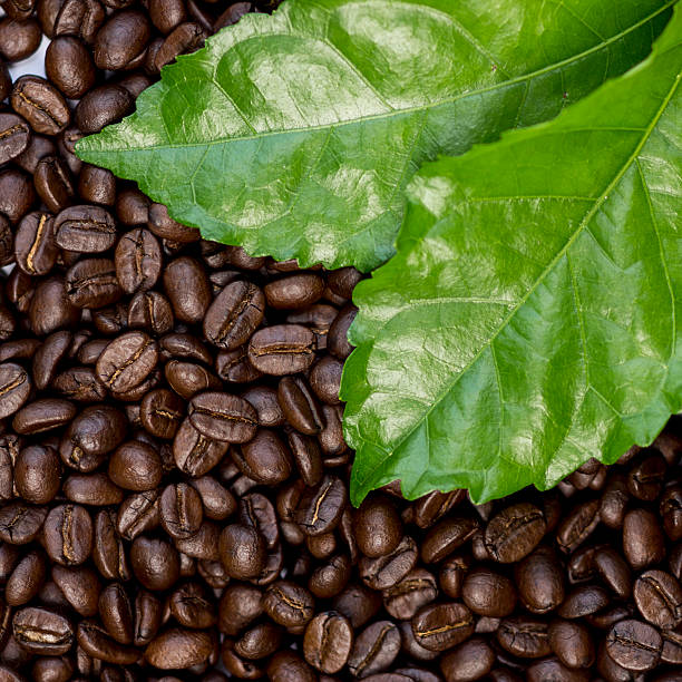 Roasted coffee beans.