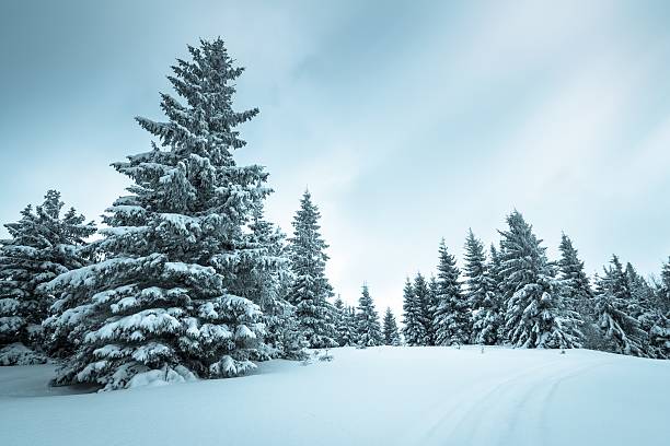 istock Spruce Tree Forest Covered by Snow in Winter Landscape 482400962