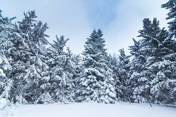 istock Spruce Tree Forest Covered by Snow in Winter Landscape 482400988