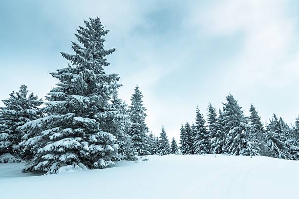 istock Spruce Tree Forest Covered by Snow in Winter Landscape 482403194