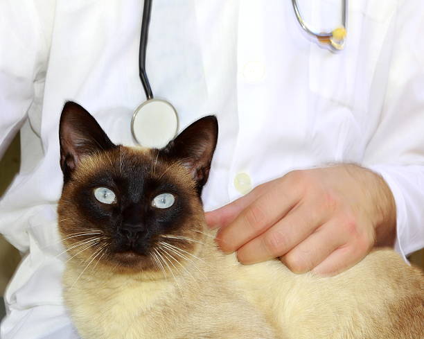 vet e gato siamês. - examining medicine healthcare and medicine beauty in nature imagens e fotografias de stock
