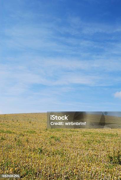 Foto de Paisagem e mais fotos de stock de 2015 - 2015, Agricultura, Canola