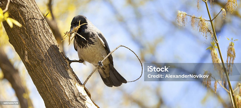 Vida das aves: Edifício Nests - Royalty-free Animal Foto de stock