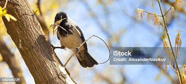 Vida Das Aves Edifício Nests - Fotografias de stock e mais imagens de Animal - Animal, Animal macho, Ao Ar Livre