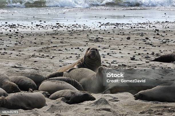 Wild Seeelefanten Auf Sandstrand Stockfoto und mehr Bilder von Aggression - Aggression, Farbbild, Fotografie