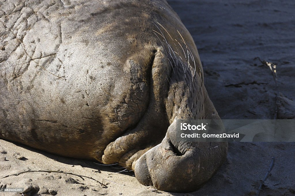 Éléphant de mer sauvages de détente sur la plage de sable - Photo de Animaux à l'état sauvage libre de droits