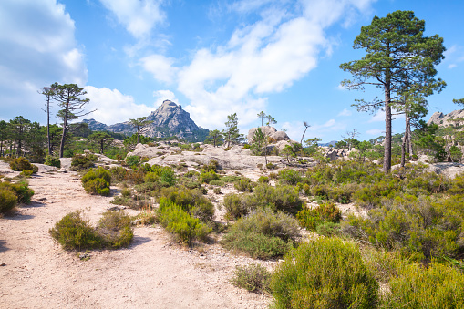 Nature of Corsica island, mountain landscape with pine trees