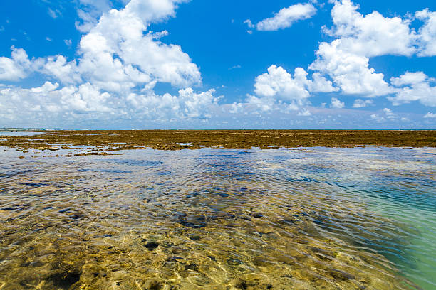 istock Porto de Galinhas in, Pernambuco, Brazil 482405730