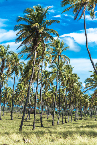 Tropical palm trees in the blue sky
