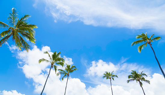Tropical palm trees in the blue sky